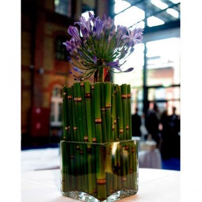 Equisetum-Agapanthus.jpg